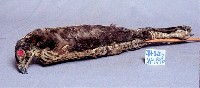鳳頭蒼鷹藏品圖，第3張